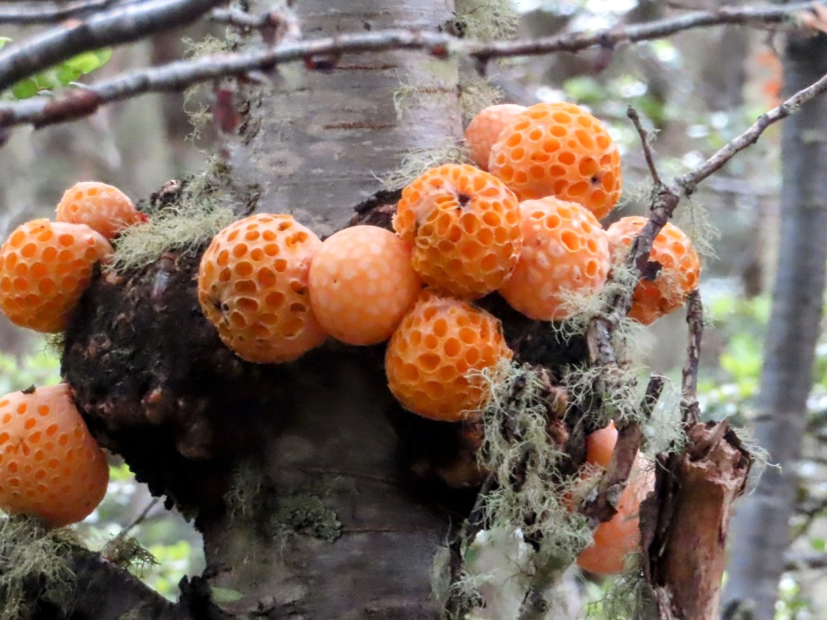 Simbolismo de los sueños en el reino fungi 